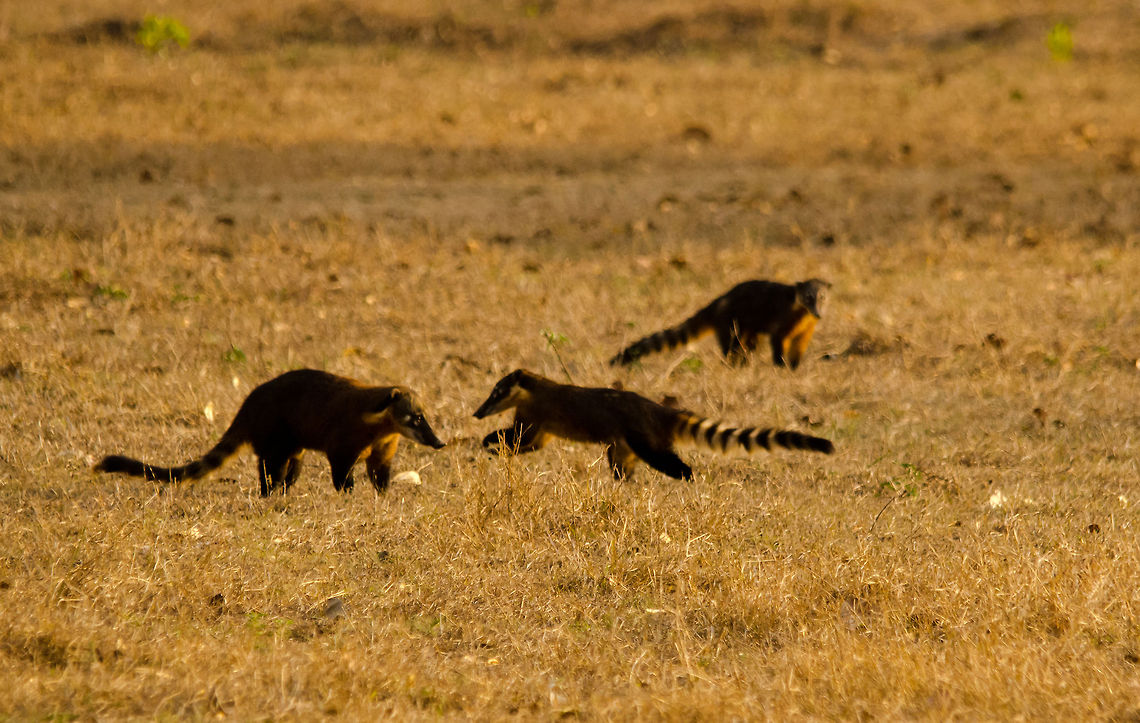 South American Coati competition Wild coatis are never up to any good. They spend their time competing for females or stealing each other&#039;s food.  Brazil,Coati,Pantanal