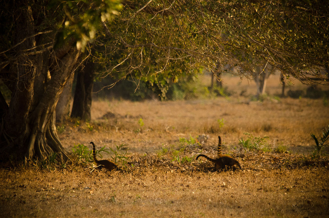 Wild South American Coatis Curly tails pointing up. I&#039;ve seen coatis many times before, but this was the first time I saw them in the wild, where they behave much more aggressively. Brazil,Coati,Pantanal