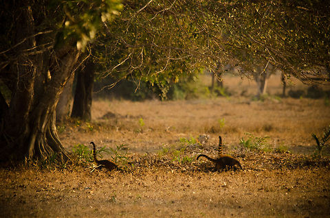 Wild South American Coatis Curly tails pointing up. I've seen coatis many times before, but this was the first time I saw them in the wild, where they behave much more aggressively. Brazil,Coati,Pantanal