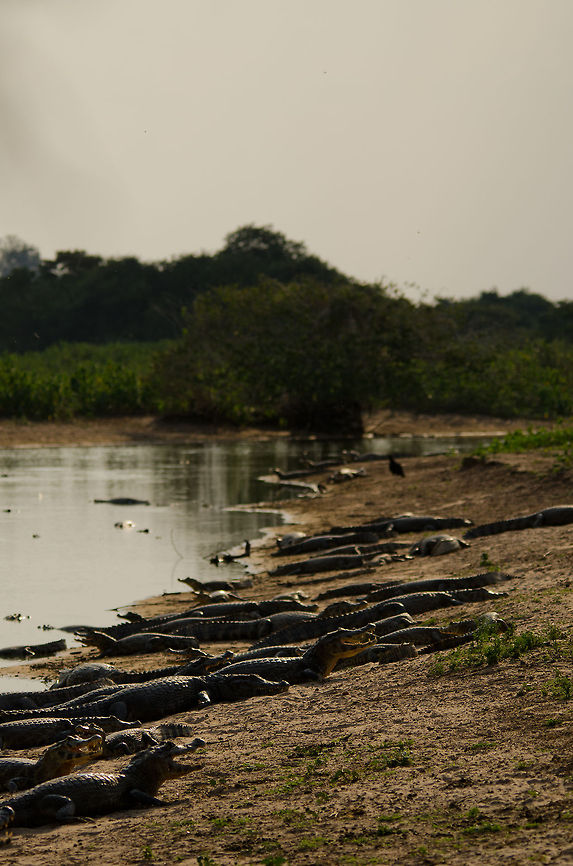 Caiman beach 1 The beach of a small pond in the Pantanal is crowded with caiman. Brazil,Caiman,Caiman yacare,Pantanal,Reptiles,Yacare caiman