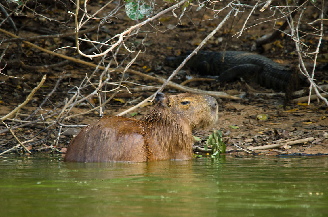 Capybara in the Pantanal A Capybare leaves a small pond in the Pantanal. They are excellent swimmers and can hold their breath up to 5 minutes. Brazil,Capybara,Hydrochoerus hydrochaeris,Pantanal