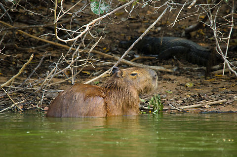 Capybara in the Pantanal A Capybare leaves a small pond in the Pantanal. They are excellent swimmers and can hold their breath up to 5 minutes. Brazil,Capybara,Hydrochoerus hydrochaeris,Pantanal