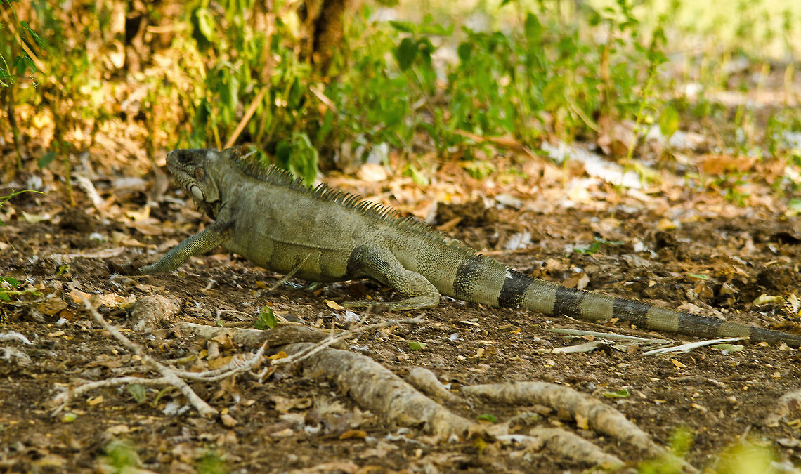 Iguana on the run A green Iguana flees the scene as we accidentally disturbed it by not seeing it in the first place. Brazil,Green iguana,Iguana,Iguana iguana,Pantanal,Reptiles