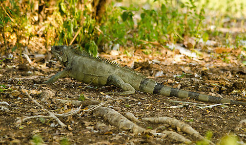 Iguana on the run A green Iguana flees the scene as we accidentally disturbed it by not seeing it in the first place. Brazil,Green iguana,Iguana,Iguana iguana,Pantanal,Reptiles