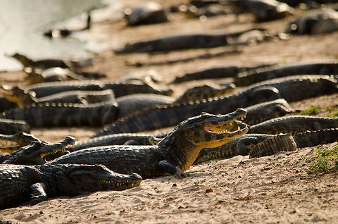 Caiman beach 2 The beach of a small pond in the Pantanal is crowded with caiman. Brazil,Caiman,Caiman yacare,Pantanal,Reptiles,Yacare caiman