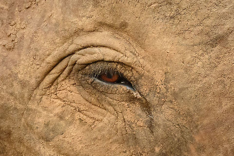 Eye closeup of a Sri Lankan Elephant, Yala, Sri Lanka  Asia,Elephas maximus maximus,Sri Lanka,Sri Lankan elephant,Yala