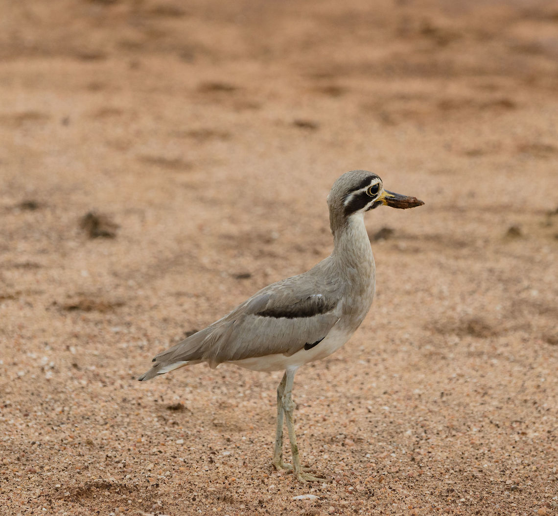 Great Thick-Knee, Yala, Sri Lanka The first species we photographedi n Yala, one of Sri Lanka&#039;s most famous parks. As you can see, this one is still before 6AM, which is why I needed the high ISO. Asia,Esacus recurvirostris,Great stone-curlew,Sri Lanka,Yala