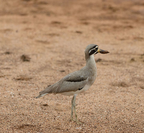 Great Thick-Knee, Yala, Sri Lanka The first species we photographedi n Yala, one of Sri Lanka's most famous parks. As you can see, this one is still before 6AM, which is why I needed the high ISO. Asia,Esacus recurvirostris,Great stone-curlew,Sri Lanka,Yala
