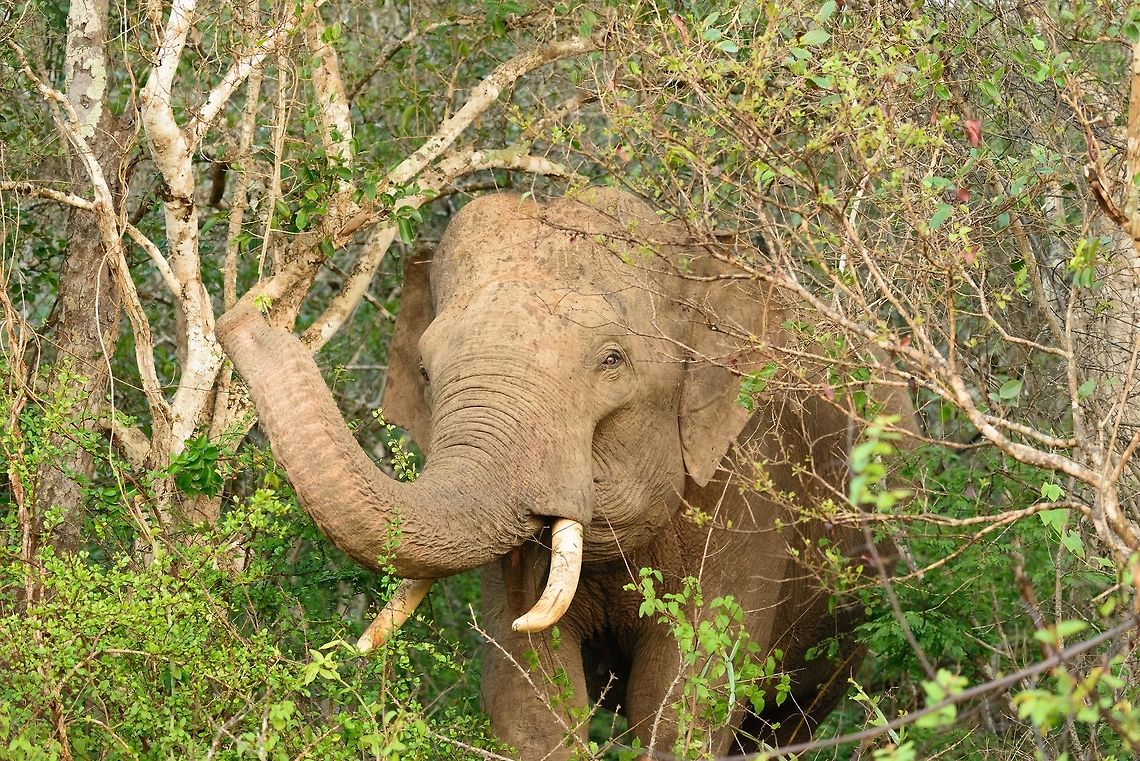 Sri Lankan Elephant emerging from bushes in Yala National Park After our previous violent encounter with an elephant, we were a bit reluctant when we saw this large bull emerging from the path situated near the entrance. It had a great interest in us, and actually followed our vehicle. Luckily, it was in a friendly manner, not in a charge kind of way.<br />
<br />
Our previous encounter:<br />
<figure class="photo"><a href="https://www.jungledragon.com/image/26401/sri_lanka_elephant_attack_-_charge_two.html" title="Sri Lanka Elephant attack - charge two"><img src="https://s3.amazonaws.com/media.jungledragon.com/images/2/26401_thumb.jpg?AWSAccessKeyId=05GMT0V3GWVNE7GGM1R2&Expires=1759968010&Signature=anKLeEKkGFYkT2P4dEQZPuTqg%2FE%3D" width="200" height="134" alt="Sri Lanka Elephant attack - charge two Those that have read our travel report from Sri Lanka have read how we were attacked by a large male bull whilst in a jeep in Wasgamuwa. It was a full force head-on charge, that went very quickly, yet gave us the time enough to consider it could be our last moment. Luckily, the bull stopped only 1m in front of our jeep, due to 2 guides in the jeep distracting the elephant with hand signals and lots of shouting. <br />
<br />
As the attack took us of guard, we have no pictures of it. Surprising enough, a 2nd attack followed whilst we were still recovering from the 1st. This time I did snap a few, so hereby I&#039;ll share some.<br />
<br />
This is the 2nd charge in full action, several tons of animal speeding towards us over a very short distance of about 20m. Having been through this experience just minutes before, this time I managed to snap this one, meanwhile hoping that it would end just like the 1st attack: with the male backing of at the last moment. I was as scared as during the 1st attack, but figured I could not control my faith anyway, so I might as well shoot a few. <br />
<br />
Where I normally cannot tell one elephant from the other, I have no problem recognizing this one. It&#039;s edged in my memory forever. I recognize it from the wart above its left eye (right on the photo).<br />
<br />
Note that I do not share this to glorify the experience. We felt very bad about both incidents and have no intention to provoke animals. I&#039;m documenting this to share a lesson learned, to show warning signs, to recognize behavior and better yet, to prevent it altogether by observing from further away (tell your driver). <br />
<br />
Looking back at the sequence....<br />
<br />
Right after the first attack:<br />
http://www.jungledragon.com/image/26398/sri_lanka_elephant_attack_-_the_calm_mother_and_her_baby.html<br />
The male, annoyed that we are still too close, gives a first warning:<br />
<br />
http://www.jungledragon.com/image/26404/sri_lanka_elephant_attack_-_the_warning_step.html<br />
The male deciding whether to attack again:<br />
<br />
http://www.jungledragon.com/image/26405/sri_lanka_elephant_attack_-_deciding.html<br />
The male, giving a last warning:<br />
<br />
http://www.jungledragon.com/image/26406/sri_lanka_elephant_attack_-_final_warning.html<br />
Silence before the storm:<br />
<br />
http://www.jungledragon.com/image/26399/sri_lanka_elephant_attack_-_introducing_the_bull_male.html<br />
Full charge:<br />
<br />
http://www.jungledragon.com/image/26401/sri_lanka_elephant_attack_-_charge_two.html<br />
Happy ending:<br />
<br />
http://www.jungledragon.com/image/26407/sri_lanka_elephant_attack_-_happy_ending.html Asia,Elephas maximus maximus,Sri Lanka,Sri Lankan elephant,Wasgamuwa" /></a></figure> Asia,Elephas maximus maximus,Fall,Geotagged,Sri Lanka,Sri Lankan elephant,Yala