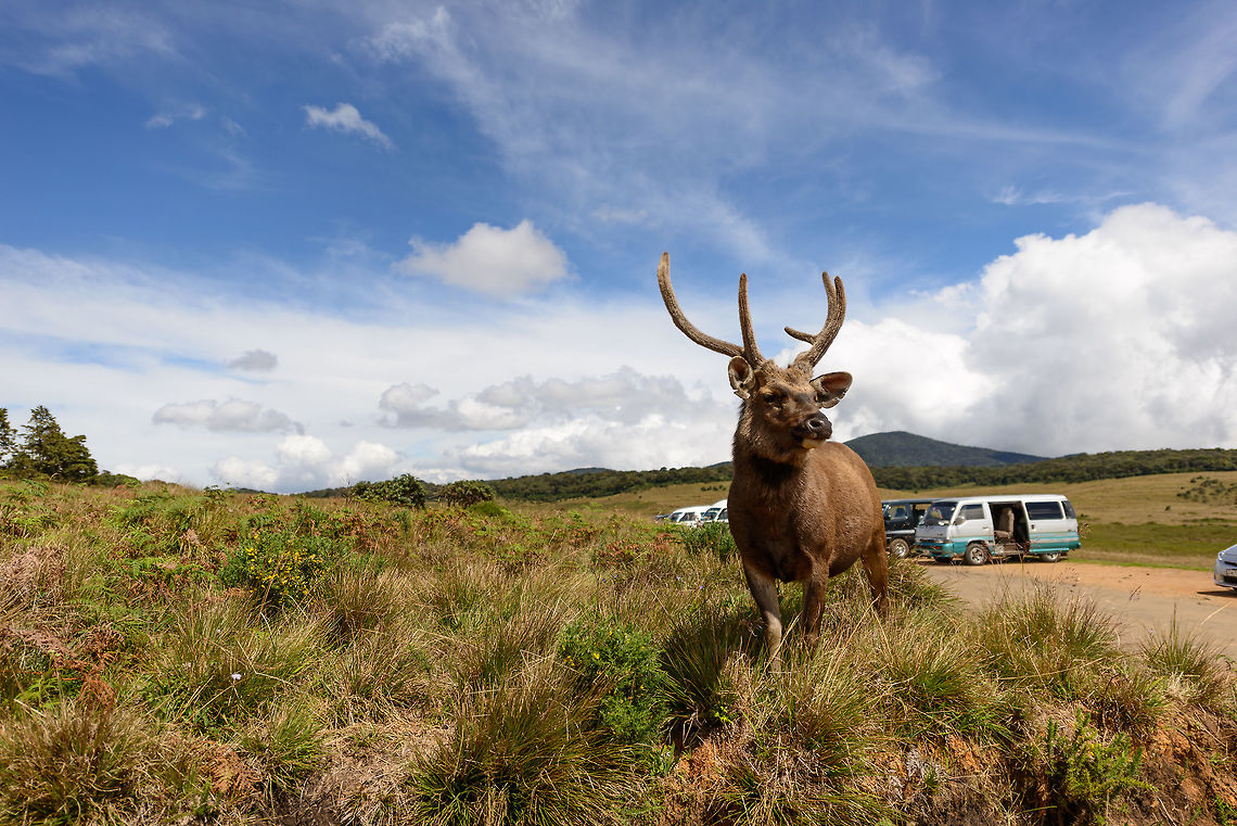 Sri Lankan Sambar Deer at Horton Plains Sorry for the vehicles in the background, I was in a car myself as we were exiting the Horton Plains area. Asia,Fall,Geotagged,Horton Plains,Rusa unicolor unicolor,Sri Lanka,Sri Lankan sambar deer