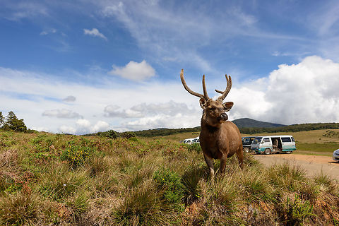 Sri Lankan Sambar Deer at Horton Plains Sorry for the vehicles in the background, I was in a car myself as we were exiting the Horton Plains area. Asia,Fall,Geotagged,Horton Plains,Rusa unicolor unicolor,Sri Lanka,Sri Lankan sambar deer
