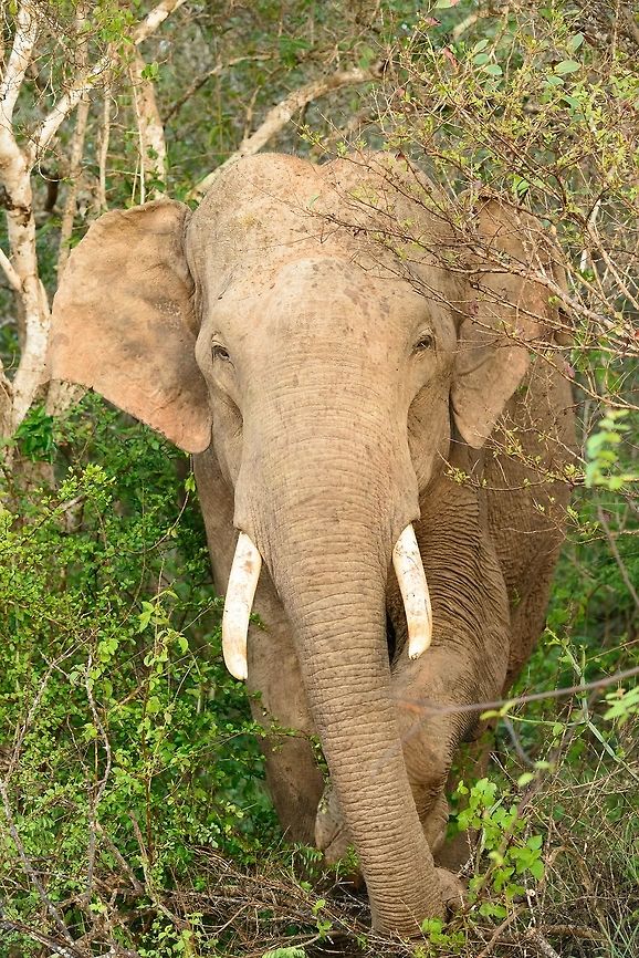 Sri Lankan Elephant emerging from the bushes - II, Yala, Sri Lanka  Asia,Elephas maximus maximus,Sri Lanka,Sri Lankan elephant,Yala