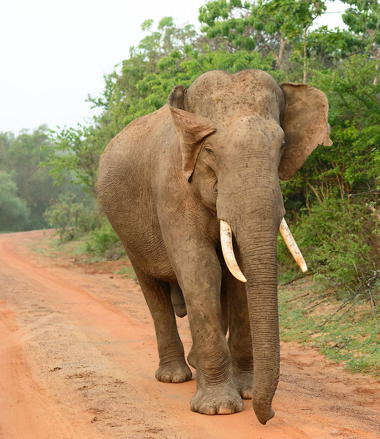 Sri Lankan bull following us in Yala, Sri Lanka One of few elephants of this species having such large tusks, or any at all. Asia,Elephas maximus maximus,Sri Lanka,Sri Lankan elephant,Yala