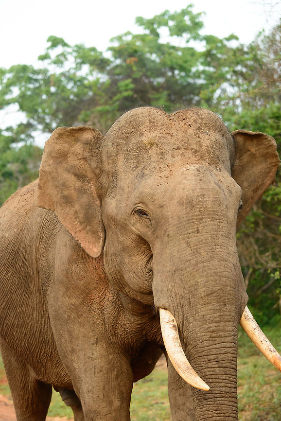 Closeup of Sri Lankan elephant male, Yala, Sri Lanka  Asia,Elephas maximus maximus,Sri Lanka,Sri Lankan elephant,Yala