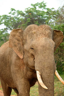 Closeup of Sri Lankan elephant male, Yala, Sri Lanka  Asia,Elephas maximus maximus,Sri Lanka,Sri Lankan elephant,Yala