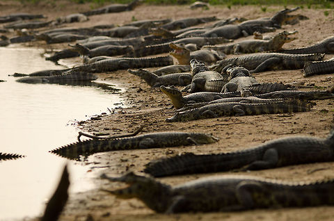 Caiman beach 3 The beach of a small pond in the Pantanal is crowded with caiman. Brazil,Caiman,Caiman yacare,Pantanal,Reptiles,Yacare caiman