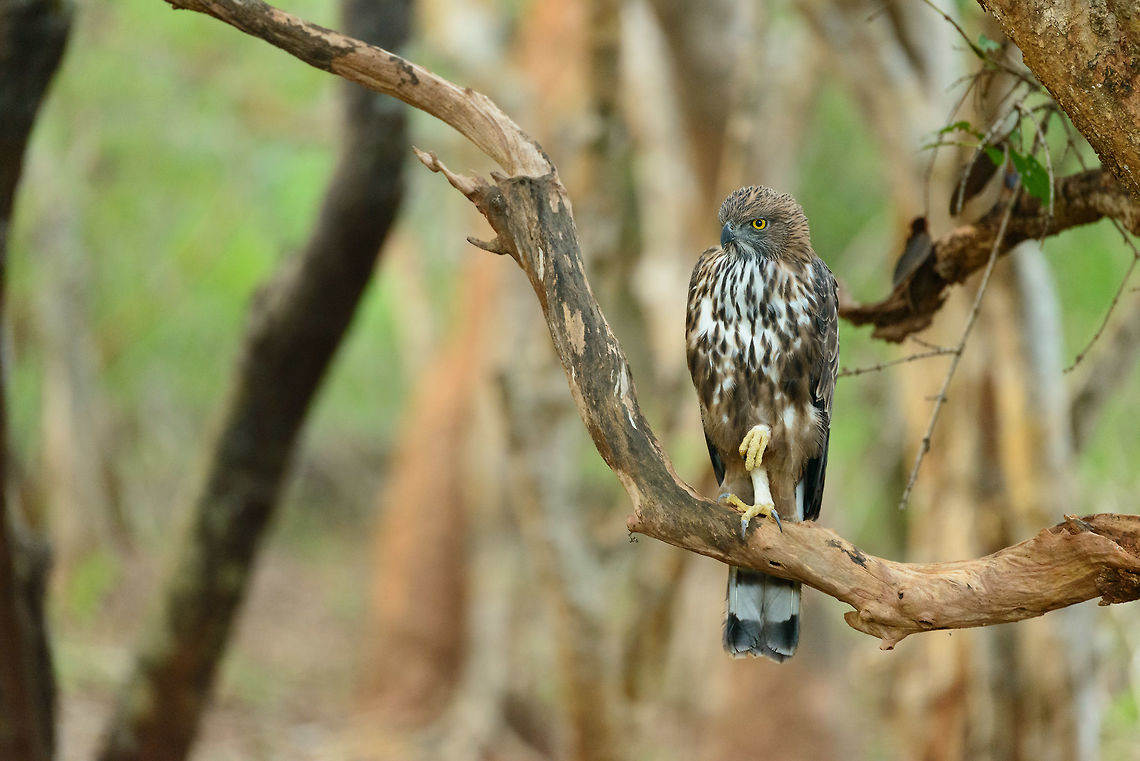 Changeable Hawk-Eagle considering next move, Yala, Sri Lanka  Asia,Changeable Hawk-Eagle,Nisaetus cirrhatus,Sri Lanka,Yala