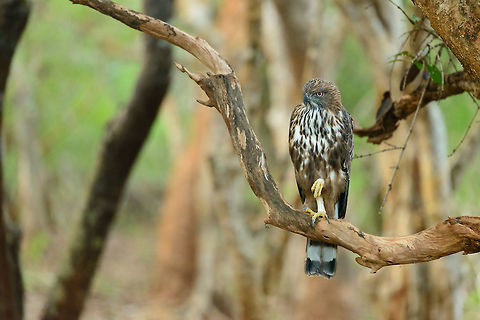Changeable Hawk-Eagle considering next move, Yala, Sri Lanka  Asia,Changeable Hawk-Eagle,Nisaetus cirrhatus,Sri Lanka,Yala