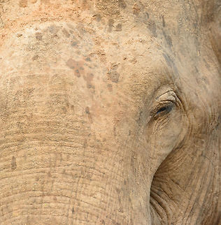 Extreme closeup of male Sri Lankan Elephant, Yala, Sri Lanka  Asia,Elephas maximus maximus,Sri Lanka,Sri Lankan elephant,Yala