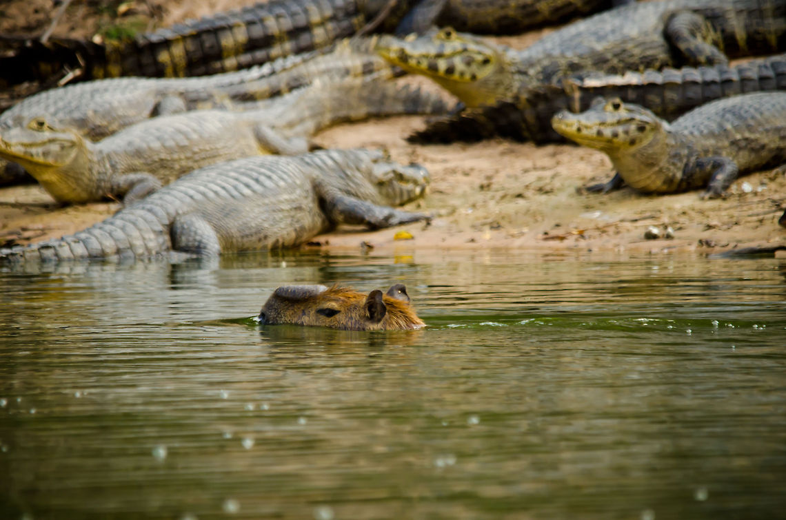 Capybara swims amongst caimans A Capybara, the world&#039;s largest rodent, swims amongst a shore full of caiman unimpressed. These two species are not in direct competition with each other given the abundance of food. Brazil,Caiman,Capybara,Pantanal
