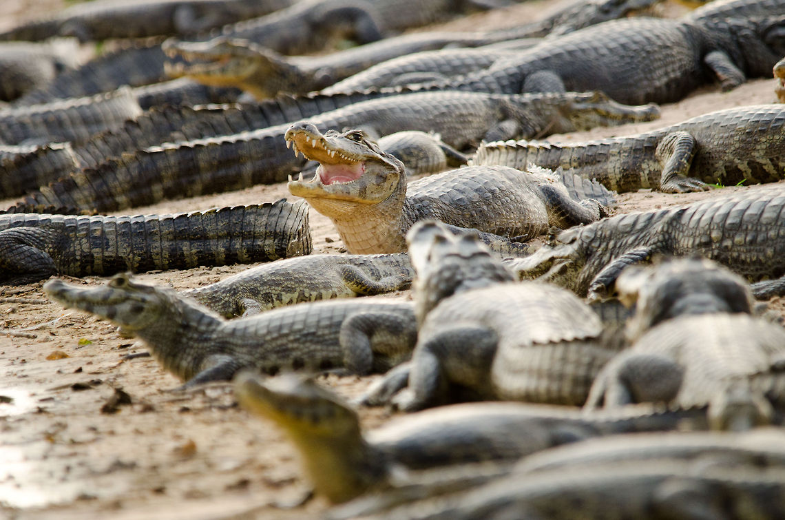 Caiman beach 4 The beach of a small pond in the Pantanal is crowded with caiman. Brazil,Caiman,Caiman yacare,Pantanal,Reptiles,Yacare caiman