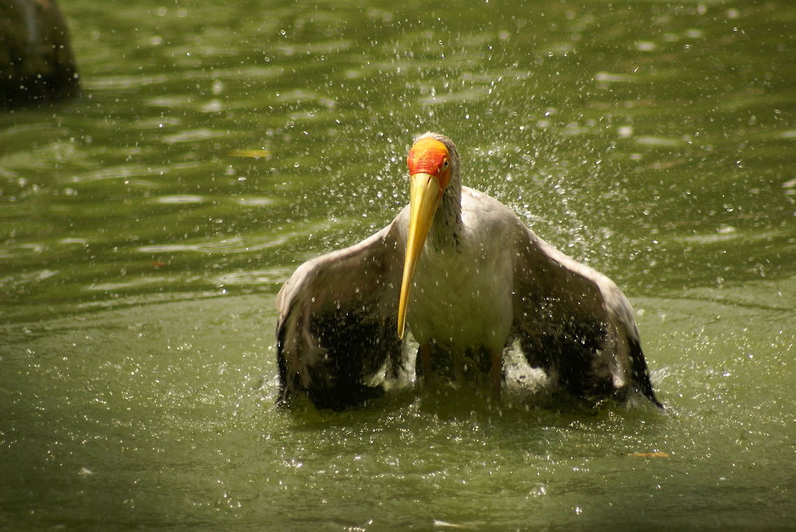 Milky stork landing (3 of 6) Action capture of a Milky Stork landing in the water, part 3 of 6. Birds,Malaysia,Milky Stork,Mycteria cinerea,Stork