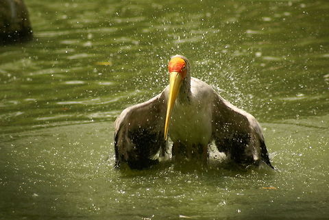 Milky stork landing (3 of 6) Action capture of a Milky Stork landing in the water, part 3 of 6. Birds,Malaysia,Milky Stork,Mycteria cinerea,Stork