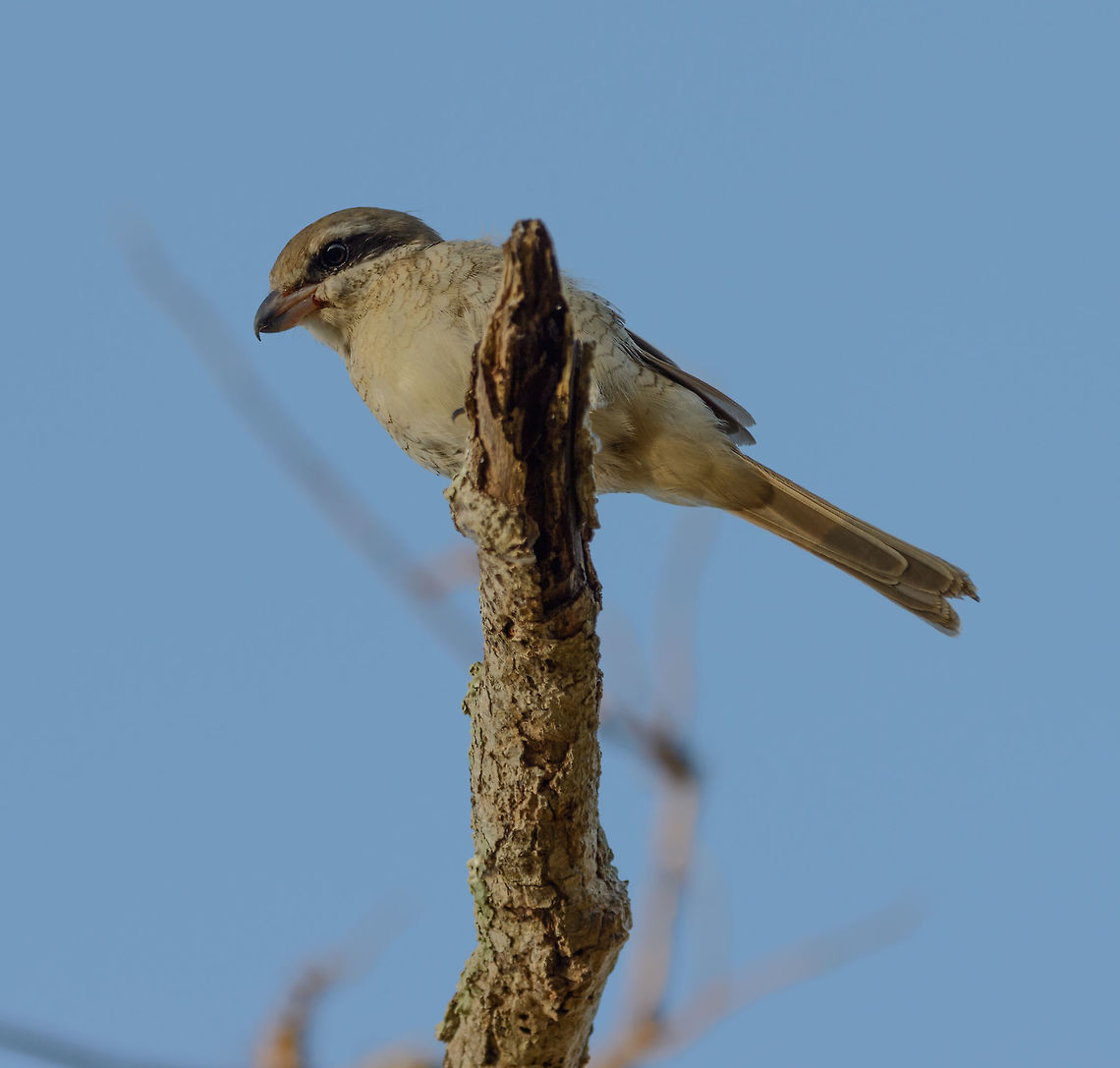Closeup of Brown Shrike at dawn, Yala NP, Sri Lanka I&#039;m not happy with the photo itself due to shooting against the light, but I&#039;m sharing it for the closeup value. Asia,Lanius cristatus,Sri Lanka,Yala