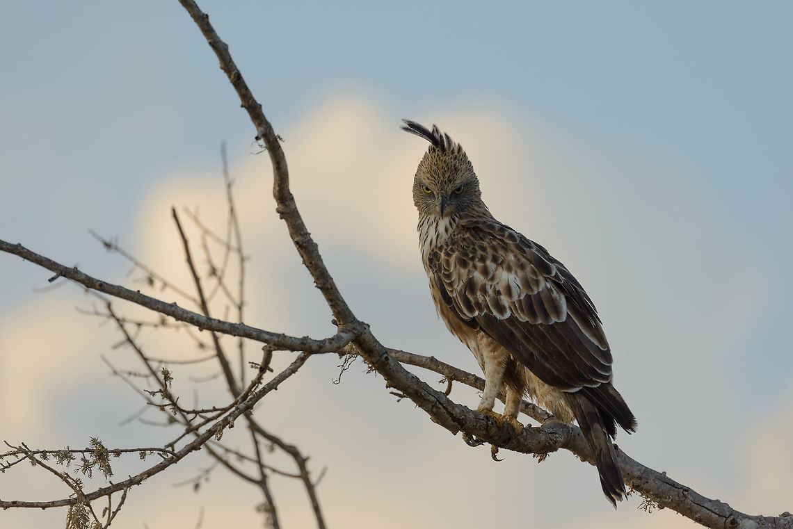 Changeable Hawk-Eagle at dawn, Yala NP, Sri Lanka  Asia,Changeable Hawk-Eagle,Nisaetus cirrhatus,Sri Lanka,Yala