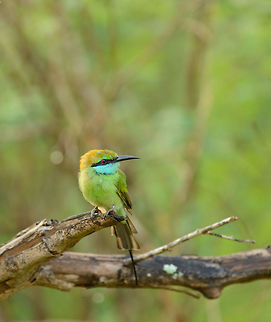 Little Green Bee-eater, Yala NP, Sri Lanka  Asia,Green bee-eater,Merops orientalis,Sri Lanka,Yala