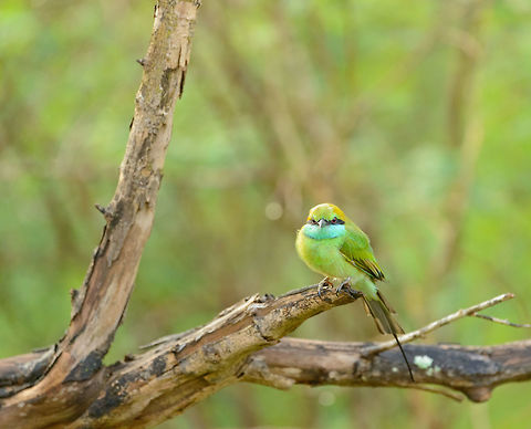Little Green Bee-eater, Yala NP - front view, Sri Lanka  Asia,Green bee-eater,Merops orientalis,Sri Lanka,Yala