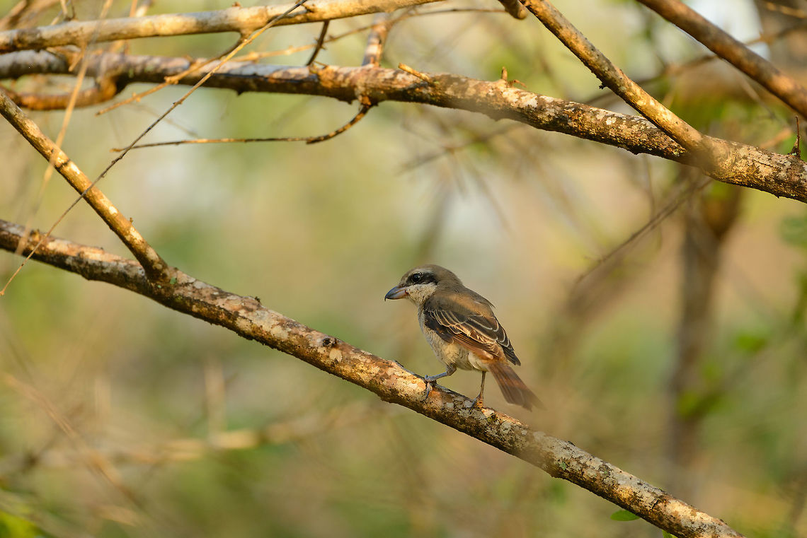 Brown Shrike in at dawn, Yala NP, Sri Lanka  Asia,Lanius cristatus,Sri Lanka,Yala