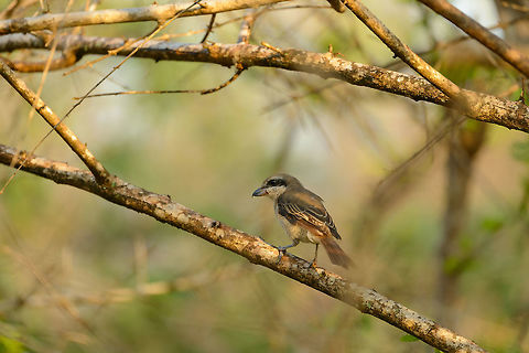 Brown Shrike in at dawn, Yala NP, Sri Lanka  Asia,Lanius cristatus,Sri Lanka,Yala