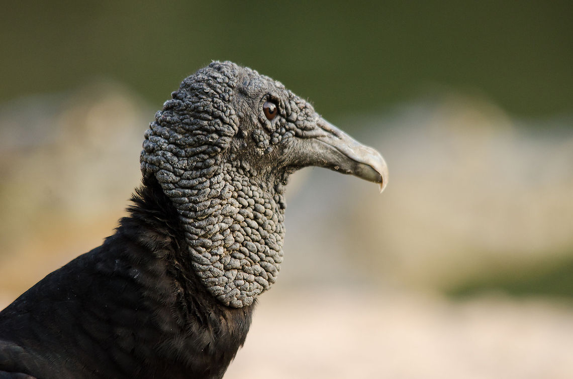 Black Vulture (Coragyps atratus) closeup Closeup of a Black Vulture stationed at ground level at the shore of a Pantanal pond. Look closely into the background to discover two caiman. Black Vultures are true opportunists, they scavenge, follow other vulture species that have better senses and even group kill newborn cattle. Bird of prey,Birds,Black Vulture,Brazil,Coragyps atratus,Pantanal,Vulture