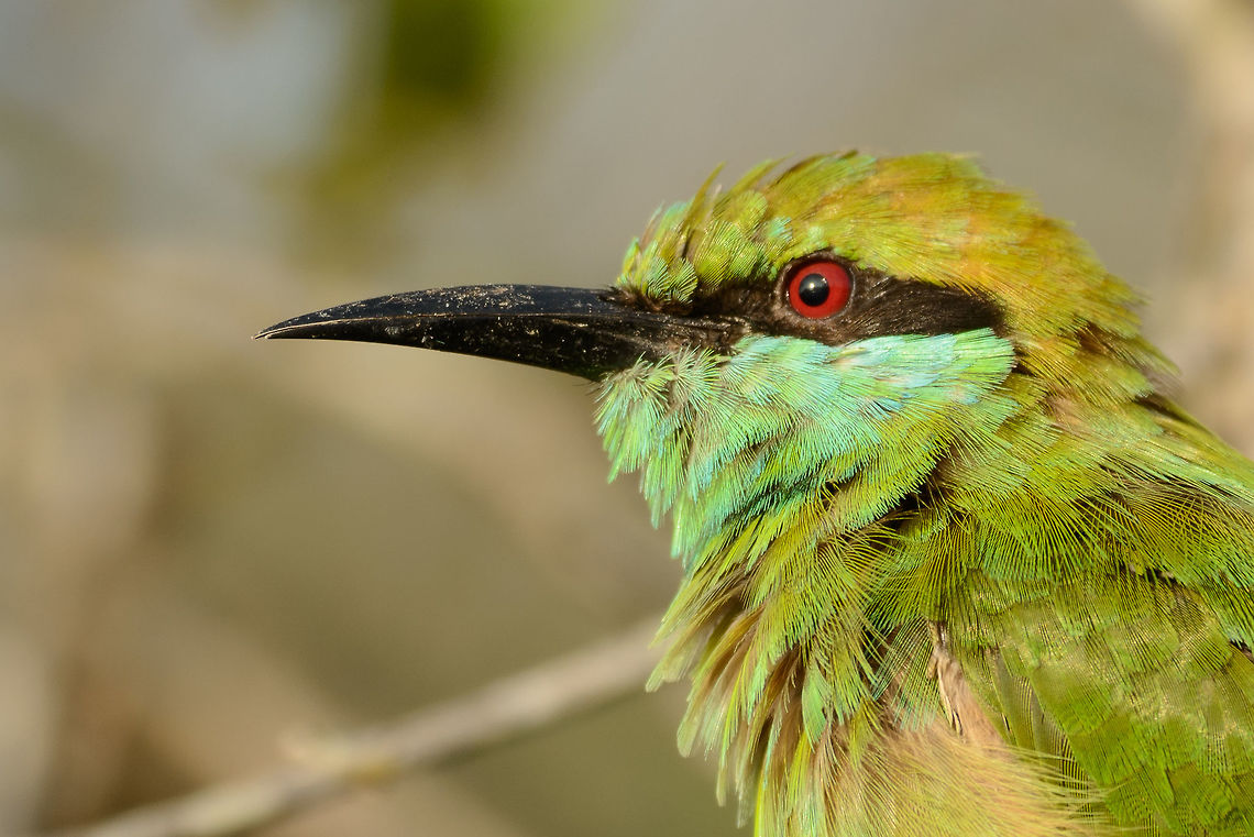 Extreme closeup of a Green Bee-eater, Yala NP, Sri Lanka  Asia,Green bee-eater,Merops orientalis,Sri Lanka,Yala