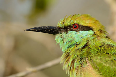 Extreme closeup of a Green Bee-eater, Yala NP, Sri Lanka  Asia,Green bee-eater,Merops orientalis,Sri Lanka,Yala