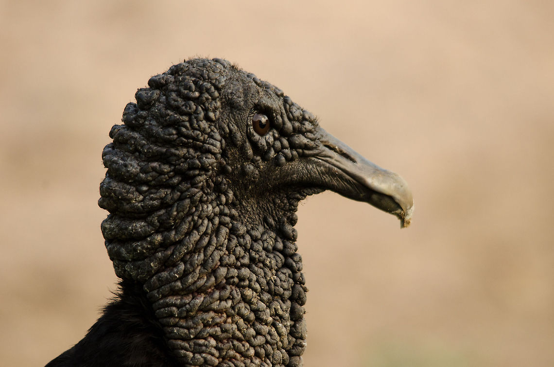Black Vulture (Coragyps atratus) extreme closeup This is as close as I&#039;ll ever get to a wild vulture. This one was overlooking a pond full of caiman for any leftovers to scavenge. Bird of prey,Black Vulture,Brazil,Coragyps atratus,Pantanal,Vulture,birds