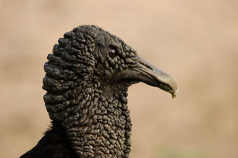 Black Vulture (Coragyps atratus) extreme closeup This is as close as I'll ever get to a wild vulture. This one was overlooking a pond full of caiman for any leftovers to scavenge. Bird of prey,Black Vulture,Brazil,Coragyps atratus,Pantanal,Vulture,birds
