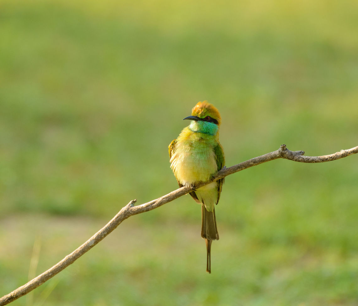 Green Bee eater planning next snack, Yala NP, Sri Lanka Sri Lanka is paradise for bee eaters as there is an abundance of slow flying insects. Asia,Green bee-eater,Merops orientalis,Sri Lanka,Yala