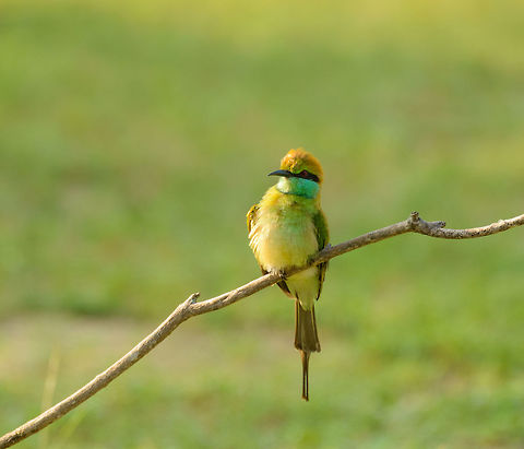 Green Bee eater planning next snack, Yala NP, Sri Lanka Sri Lanka is paradise for bee eaters as there is an abundance of slow flying insects. Asia,Green bee-eater,Merops orientalis,Sri Lanka,Yala