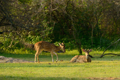 Sri Lankan Axis deer in the early morning, Yala NP, Sri Lanka  Asia,Axis axis ceylonensis,Axis deer,Sri Lanka,Yala
