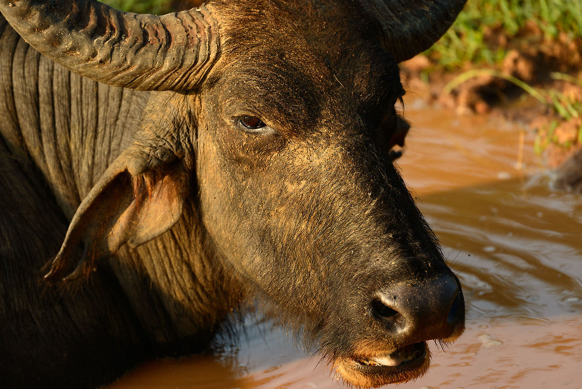 Taken! Every little pool of water in any national park in Sri Lanka always seems occupied either by a water buffalo who is trying to cool down, or a croc, who is waiting for an animal to cool down. Asia,Bubalus bubalis,Sri Lanka,Water buffalo,Yala