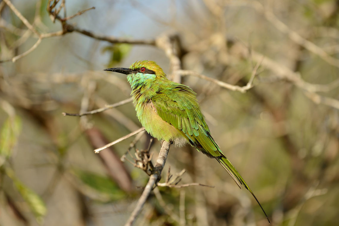 Little Green Bee-eater, Yala NP - side view, Sri Lanka  Asia,Green bee-eater,Merops orientalis,Sri Lanka,Yala