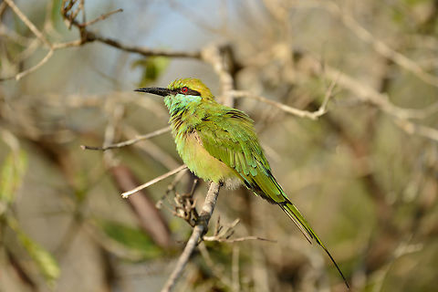 Little Green Bee-eater, Yala NP - side view, Sri Lanka  Asia,Green bee-eater,Merops orientalis,Sri Lanka,Yala