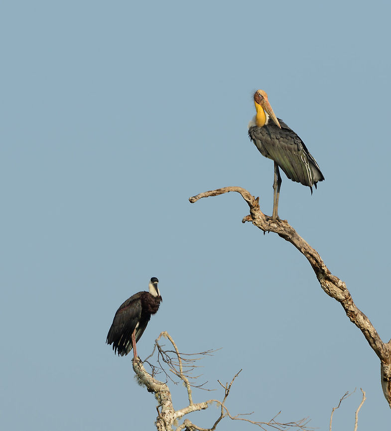 Lesser Adjutant and Woolly-necked Stork in Yala NP trees, Sri Lanka  Asia,Leptoptilos javanicus,Lesser Adjutant,Sri Lanka,Yala