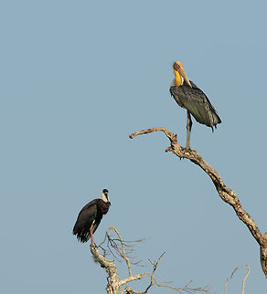 Lesser Adjutant and Woolly-necked Stork in Yala NP trees, Sri Lanka  Asia,Leptoptilos javanicus,Lesser Adjutant,Sri Lanka,Yala