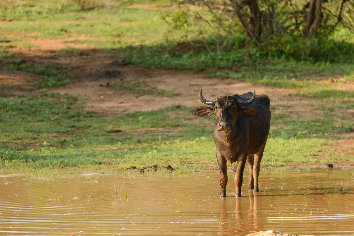 Water Buffalo claiming pond, Yala NP, Sri Lanka  Asia,Bubalus bubalis,Sri Lanka,Water buffalo,Yala