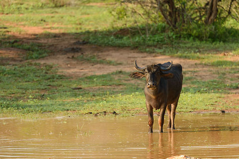 Water Buffalo claiming pond, Yala NP, Sri Lanka  Asia,Bubalus bubalis,Sri Lanka,Water buffalo,Yala