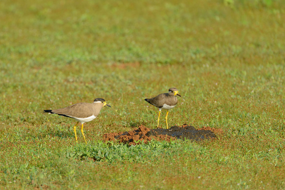 Yellow-wattled lapwings feeding on fresh dung Yala NP, Sri Lanka Asia,Sri Lanka,Vanellus malabaricus,Yala,Yellow-wattled Lapwing