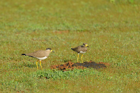 Yellow-wattled Lapwing